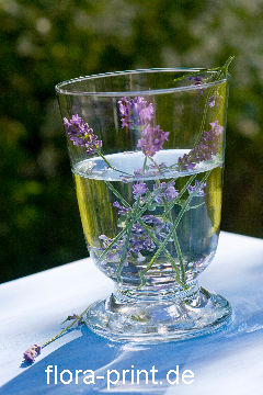 Lavendelwasser,