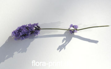 Lavendel22.jpg