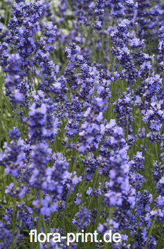 Lavendel_10.jpg