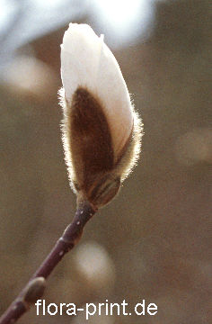 magnolia-coebueri_kreuzung-magnolie.jpg