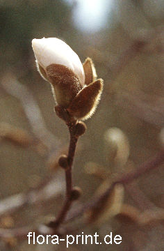 magnolia-coebueri_magnolie.jpg