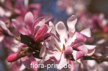 magnolia-loebueri_2_leonhard-messel.jpg