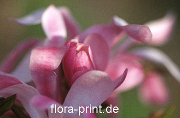 magnolia-loebueri_3_leonhard-messel.jpg