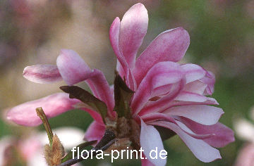 magnolia-loebueri_leonhard-messel.jpg