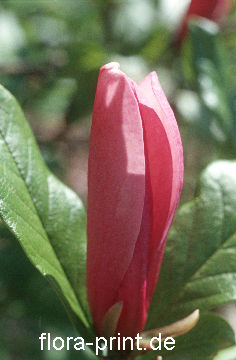 magnoliaceae_magnolia-liliiflora2.jpg