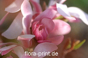 magnoliax-loebneri_leonhard_messel.jpg