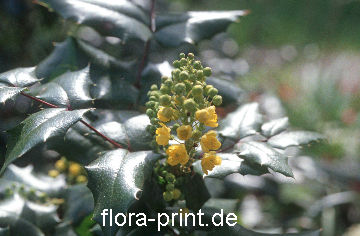 makonia-_quifolium_makonie_2.jpg