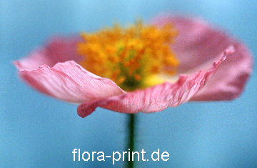Pflanzenportrait