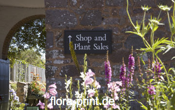 shop_plants01.jpg